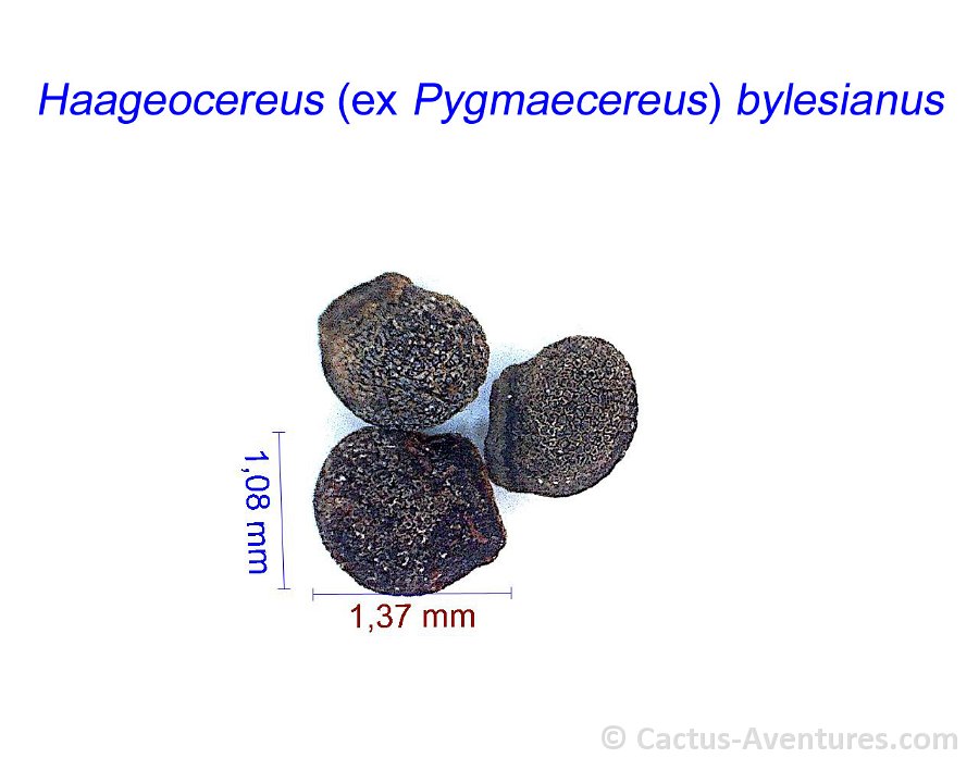 Haageocereus ex Pygmaecereus bylesianus